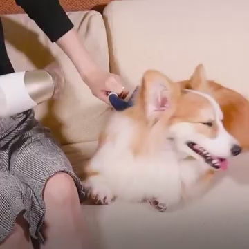 🐶Cepillo Secador 2 en 1 para Mascotas – Peina, Seca y Desenreda Sin Estrés